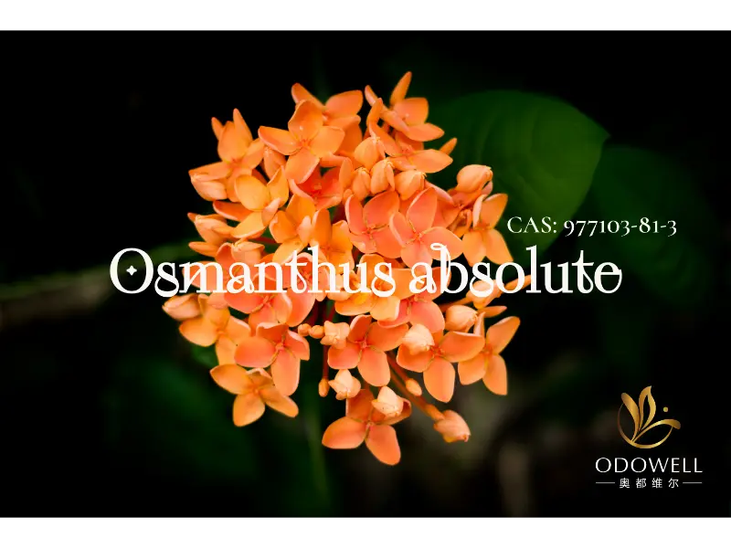 Osmanthus Absolute – La signature naturelle d’ODOWELL pour des fleurs orientales élégantes